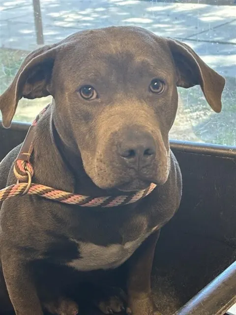 Adoptable Dog