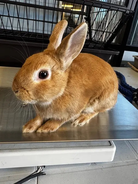 Oscar