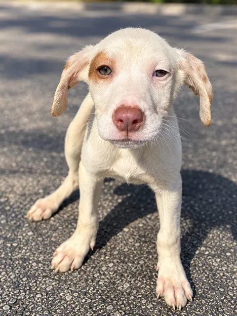 Adoptable Dog