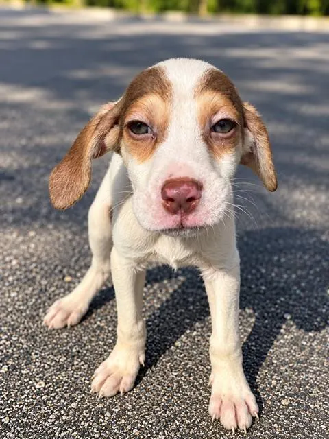 Adoptable Dog