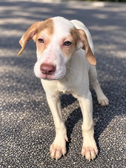 Adoptable Dog