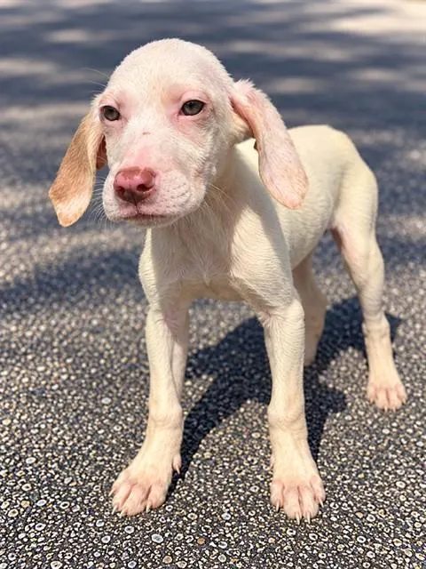 Adoptable Dog