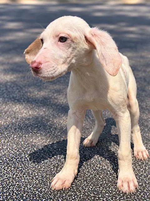 Adoptable Dog