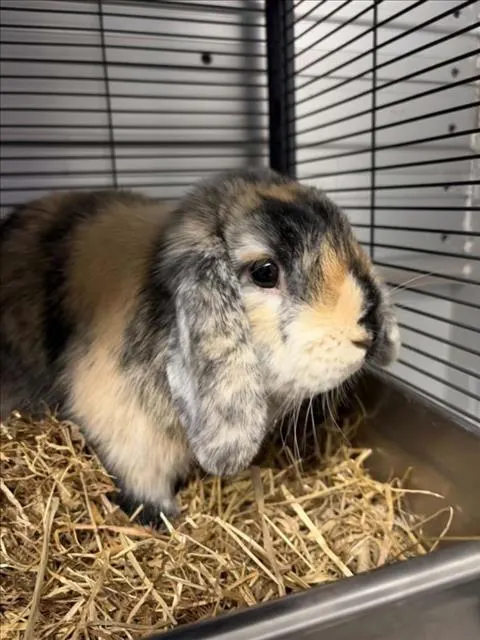 Toffee