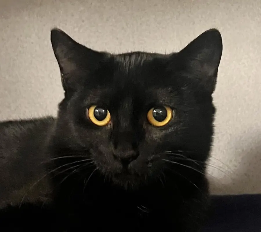 Salem