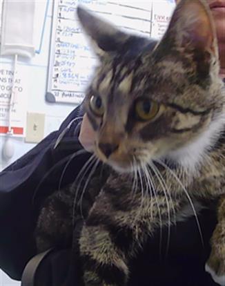 Adoptable Cat