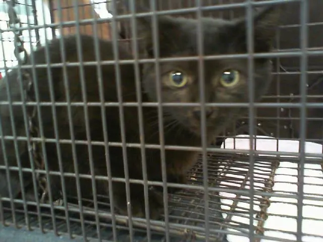 Adoptable Cat