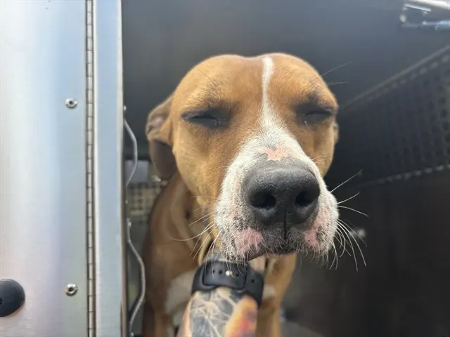 Adoptable Dog