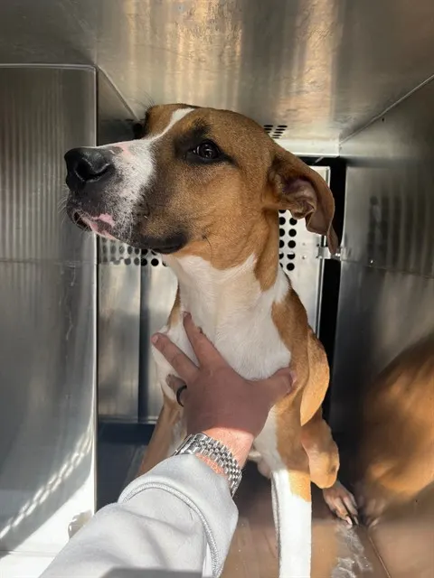 Adoptable Dog