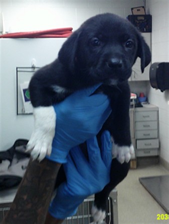 Adoptable Dog