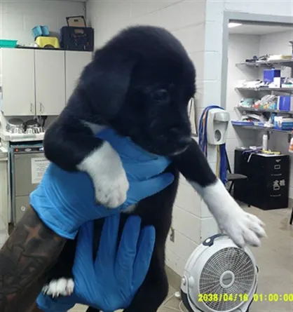 Adoptable Dog
