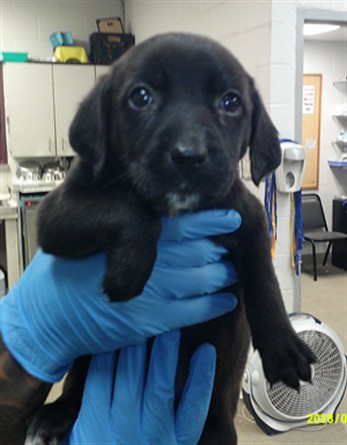 Adoptable Dog