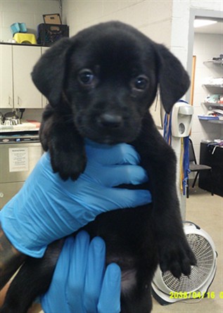 Adoptable Dog