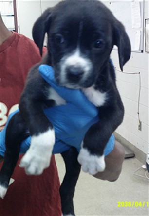 Adoptable Dog