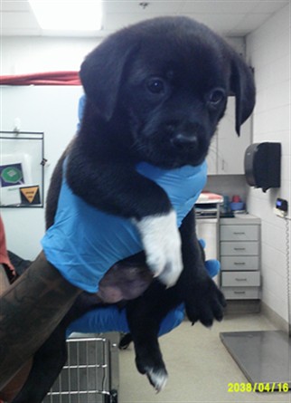 Adoptable Dog