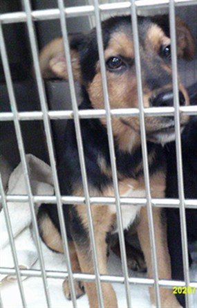 Adoptable Dog