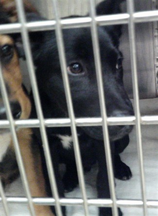 Adoptable Dog