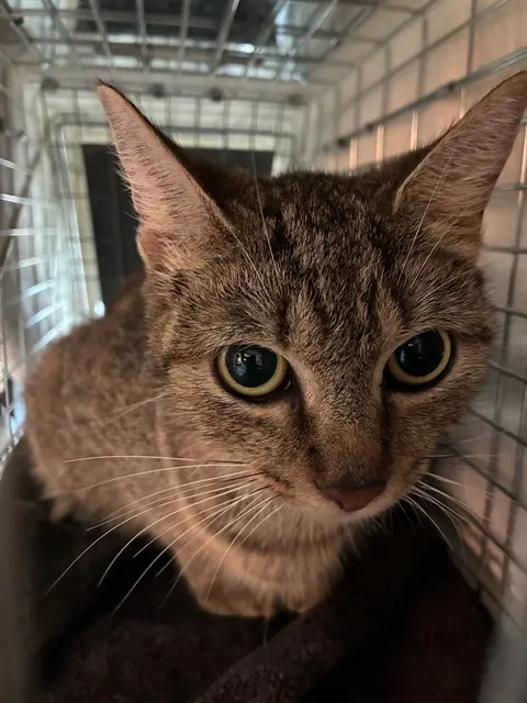 Adoptable Cat