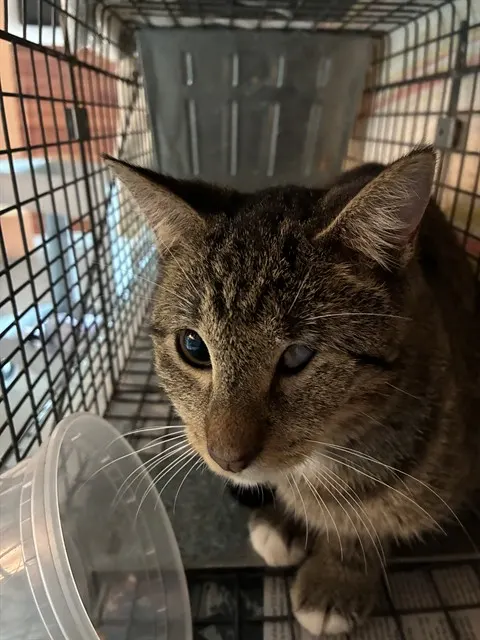 Adoptable Cat