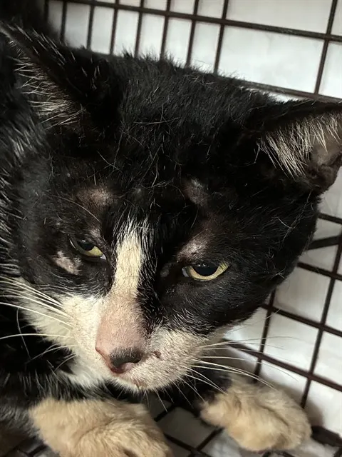 Adoptable Cat