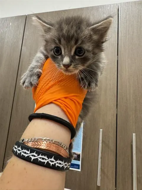 Cinnamon