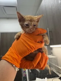 Stinker