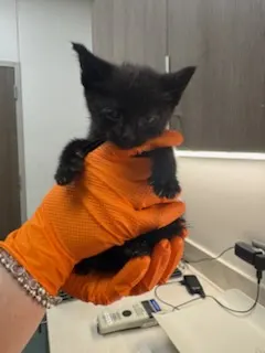 Linky
