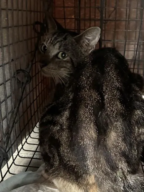 Adoptable Cat