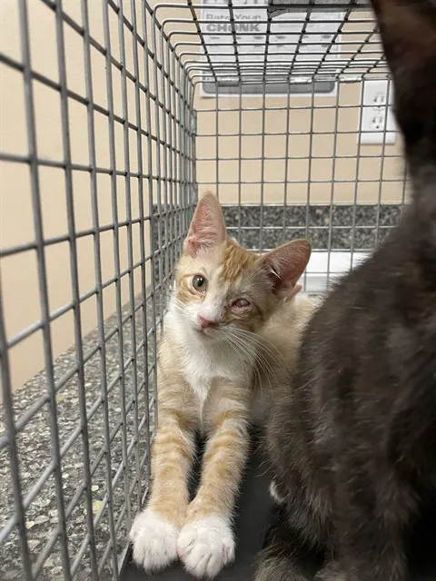 Mittens