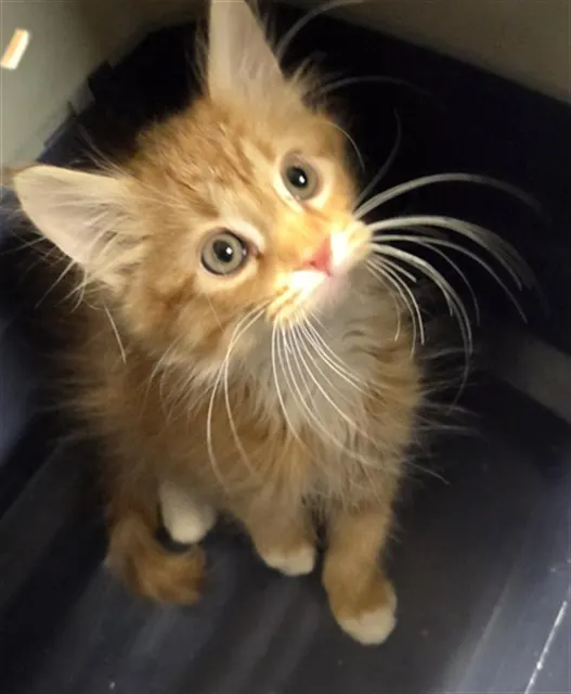 Whiskers For Days
