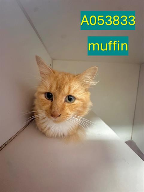Muffin