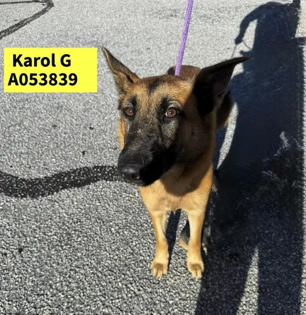 Karol G