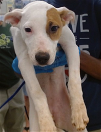 Adoptable Dog