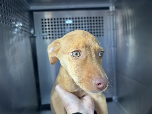 Adoptable Dog