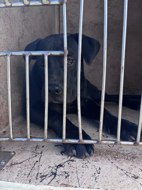 Adoptable Dog