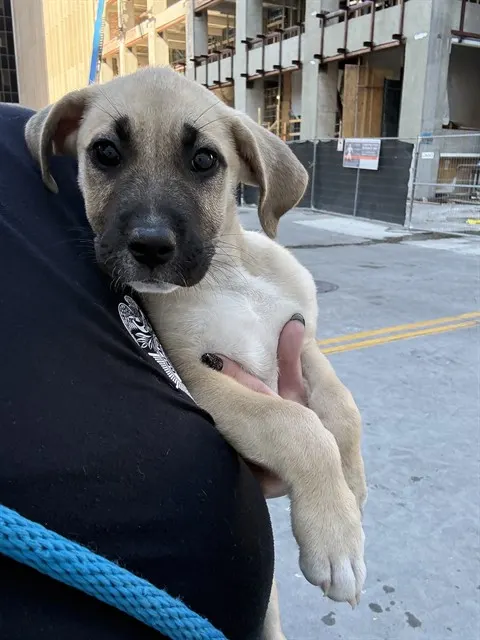 Adoptable Dog
