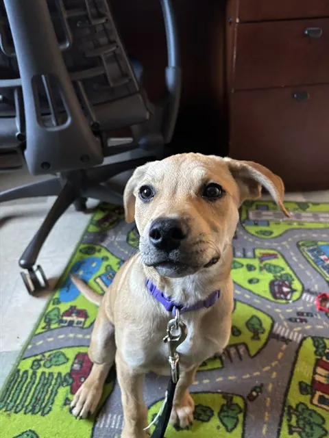 Adoptable Dog