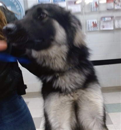 Adoptable Dog