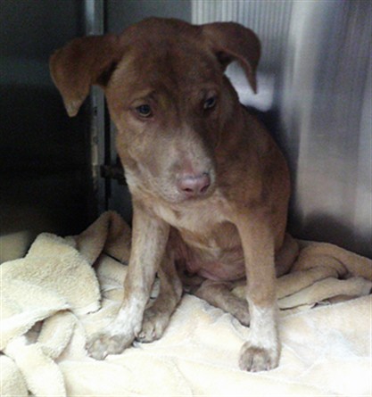 Adoptable Dog