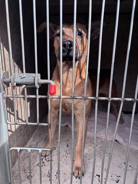 Adoptable Dog
