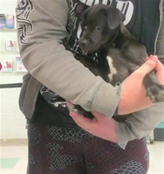 Adoptable Dog
