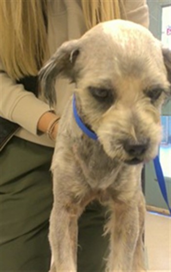 Adoptable Dog