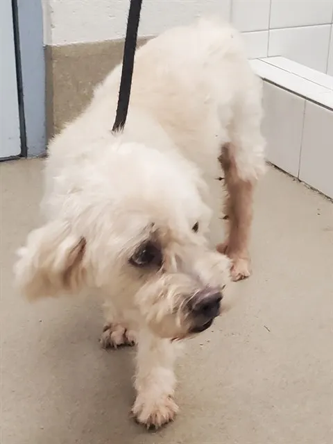 Adoptable Dog