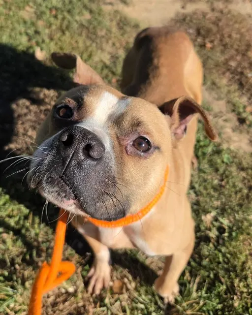 Pete