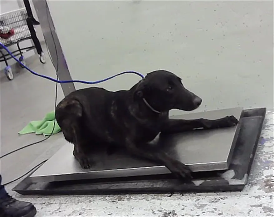 Adoptable Dog