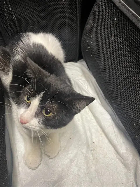 Adoptable Cat