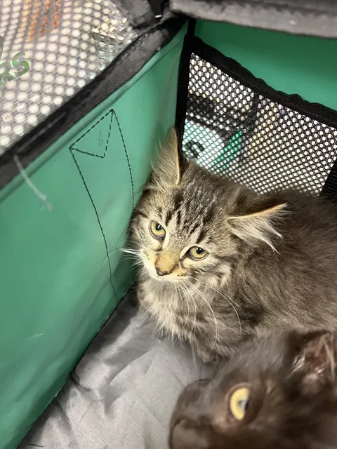 Adoptable Cat