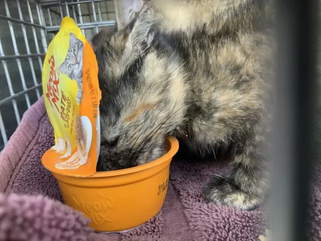 Adoptable Cat