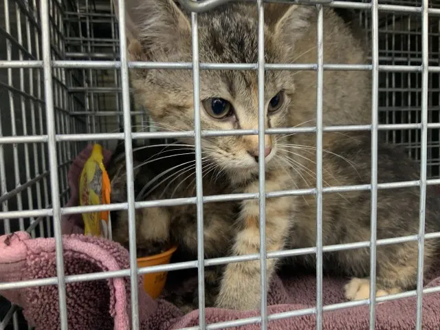 Adoptable Cat