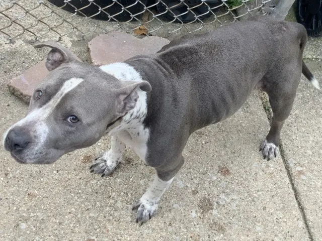 Adoptable Dog